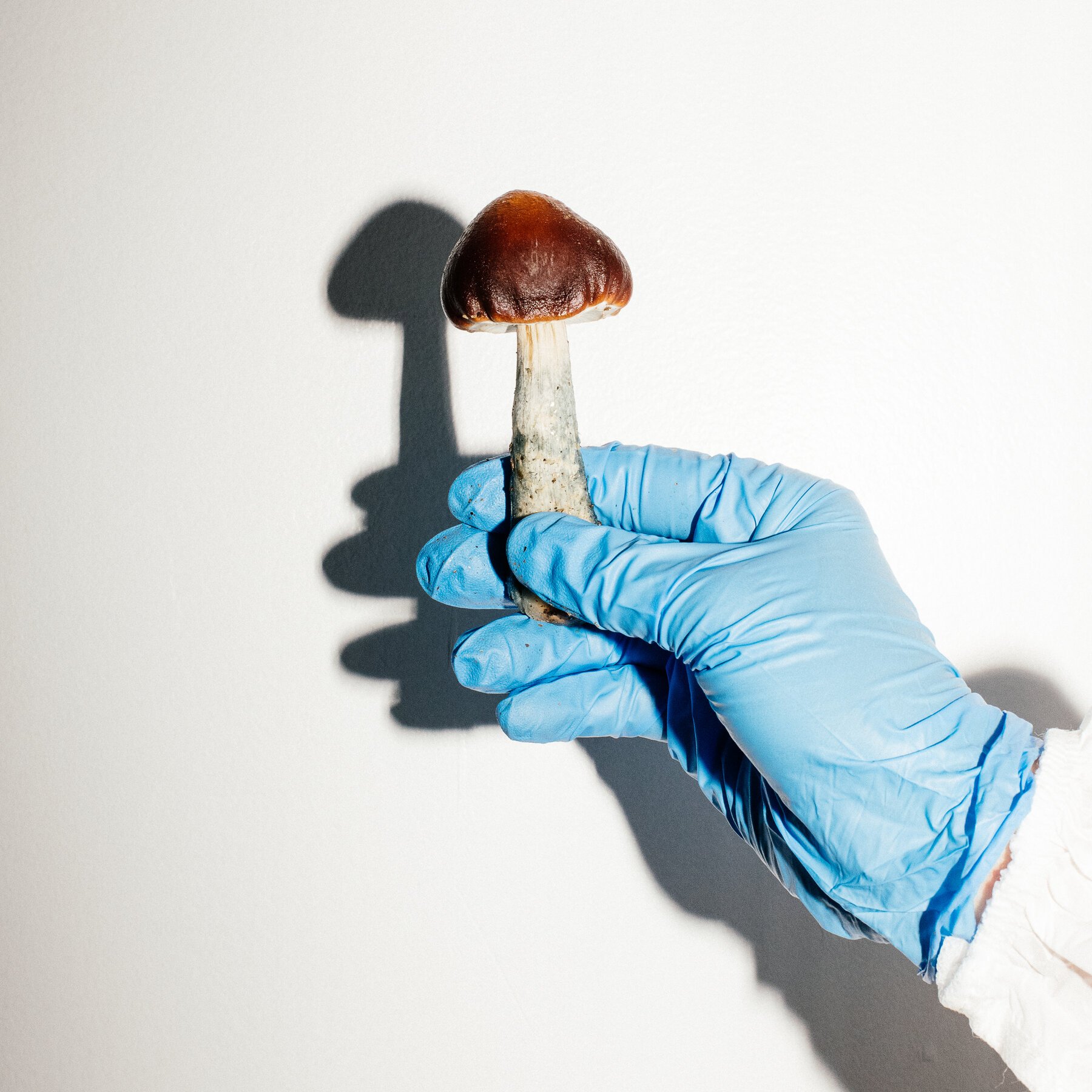 Dvärgnattskivling (Mycena minimula)