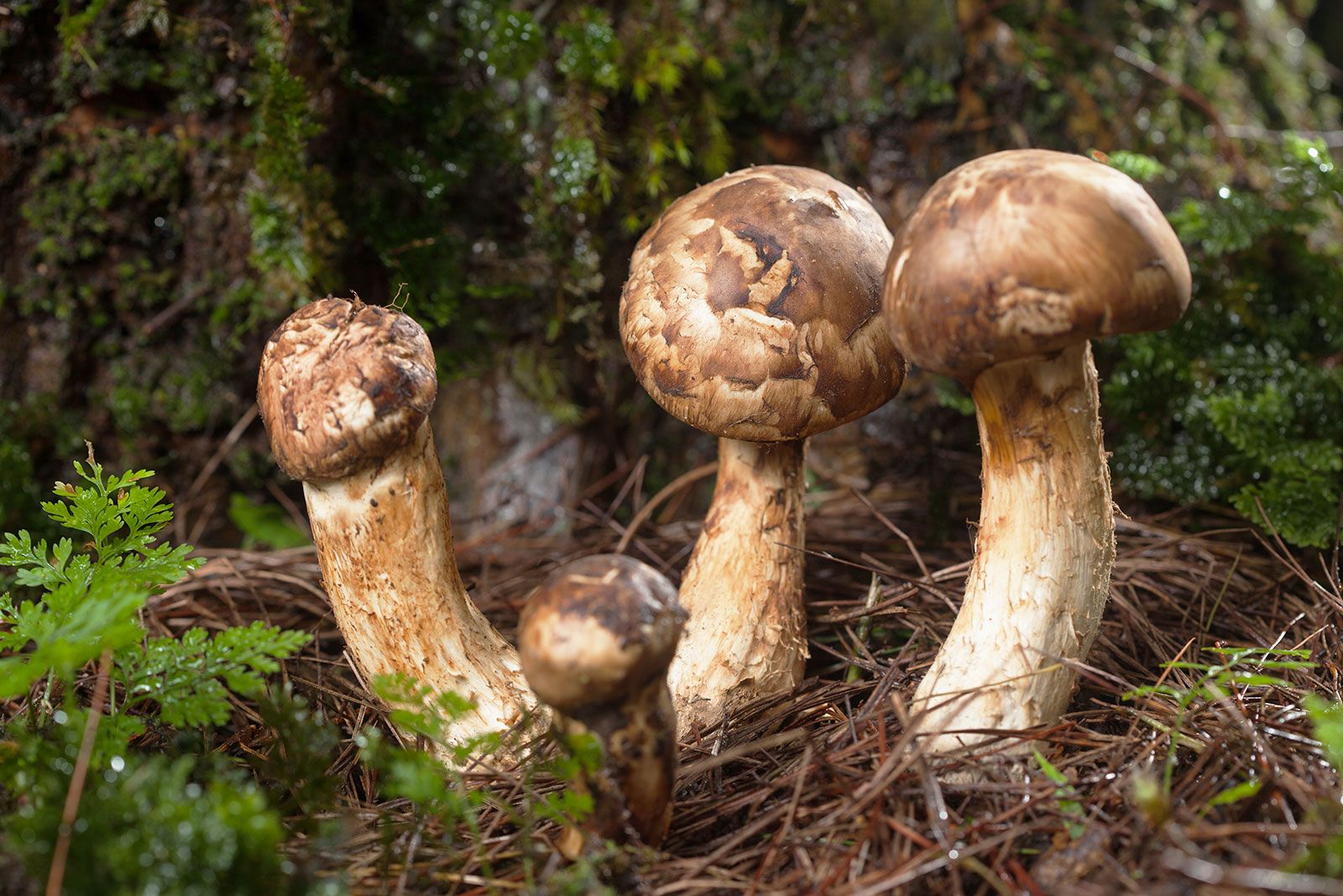 Borovička (Tricholoma matsutake)
