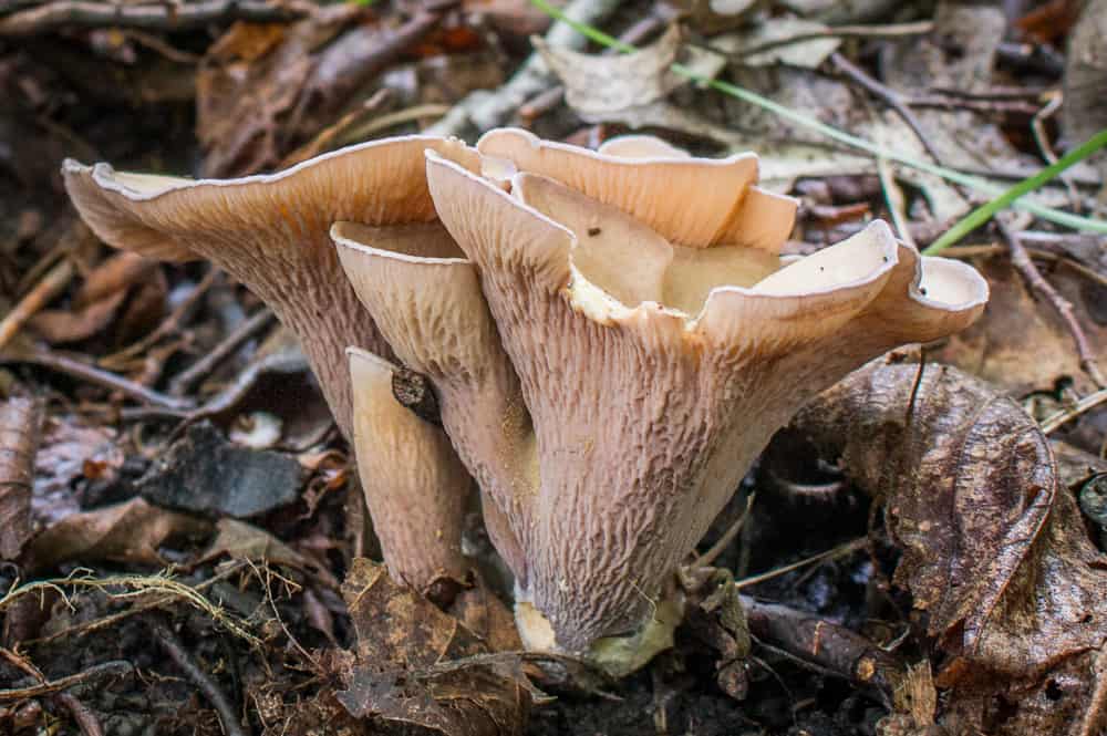 Domuz Kulağı (Gomphus clavatus)