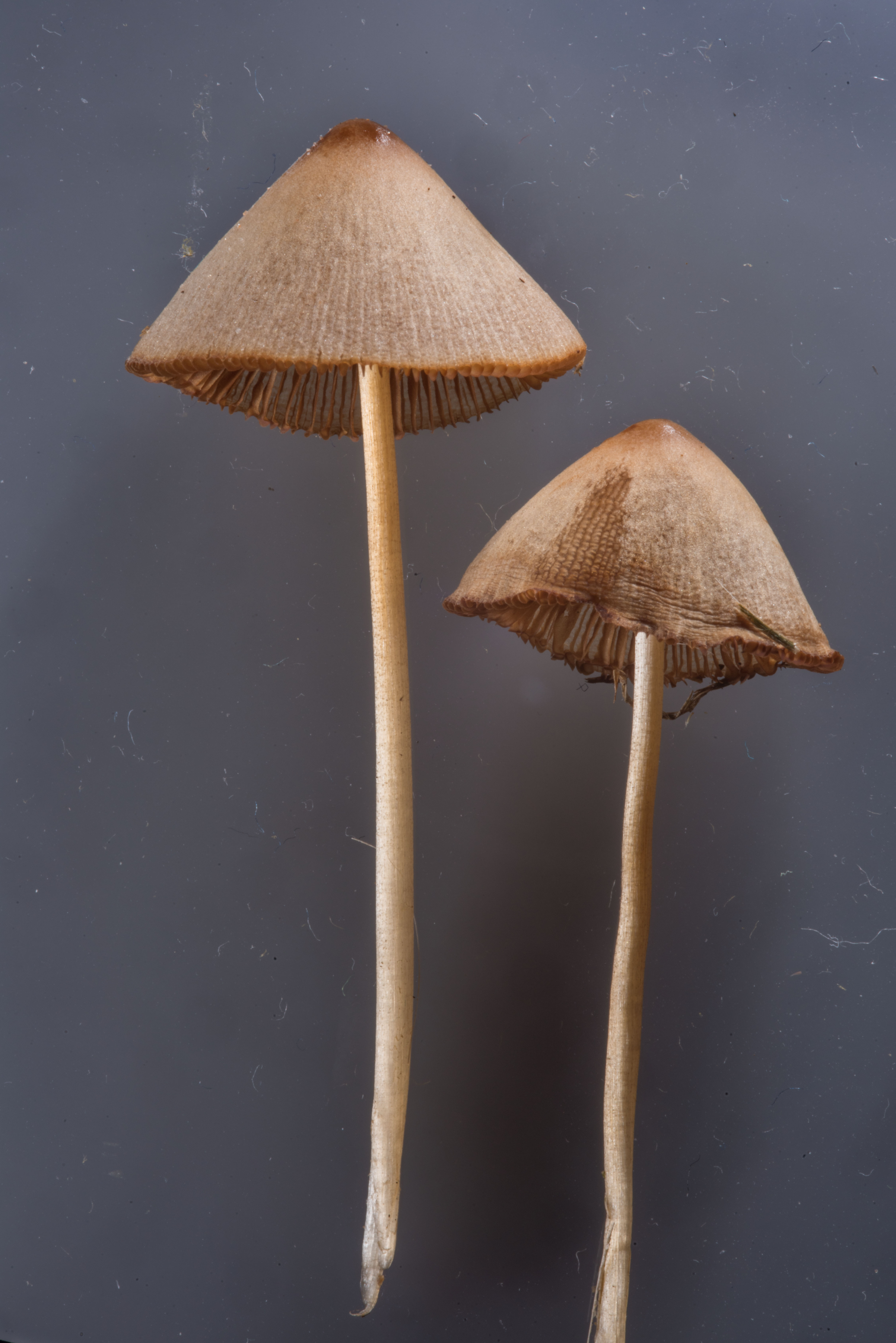Зморшкувата коноцибе (Conocybe rugosa)