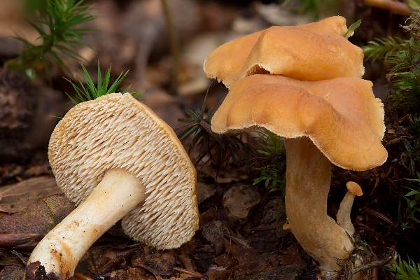 Aprikos taggsvamp (Hydnum rufescens)