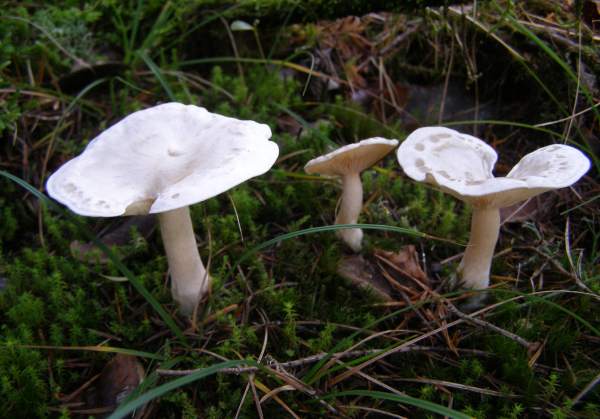 Fildişi Huni (Clitocybe dealbata)