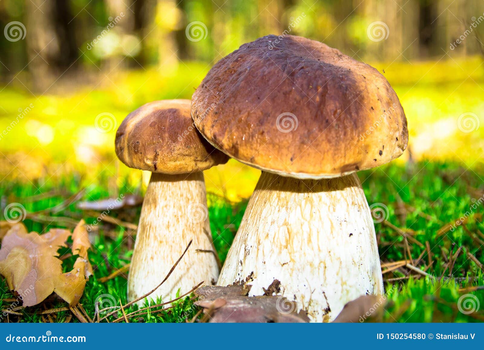 Волохатий сосновий шип (Chroogomphus tomentosus)