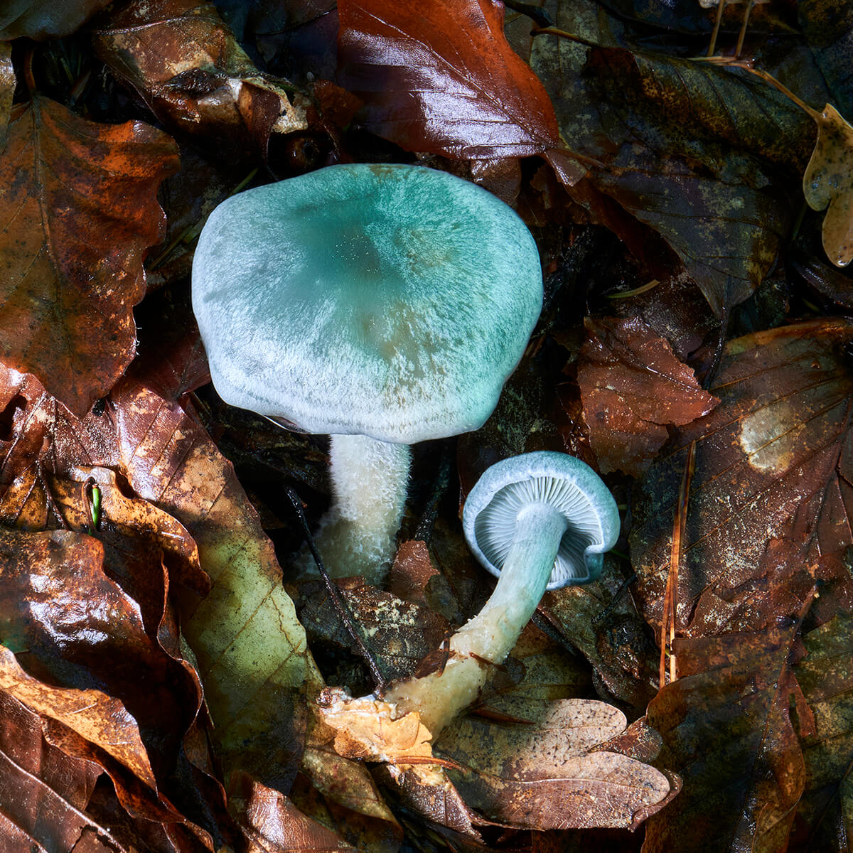 Анісова лійка (Clitocybe odora)