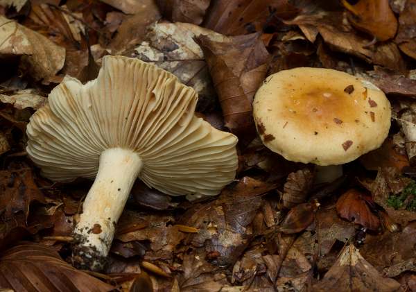 Dišeča golobica (Russula fellea)
