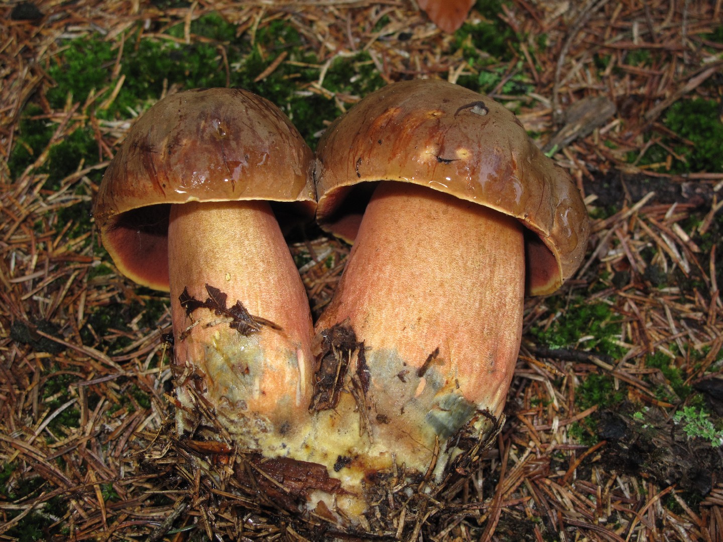 Tanımlanamayan Bolet (Boletaceae)