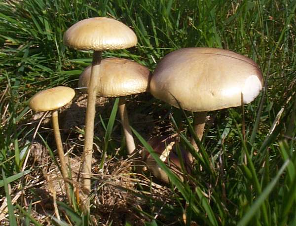 Gödselrundskivling (Panaeolus semiovatus)