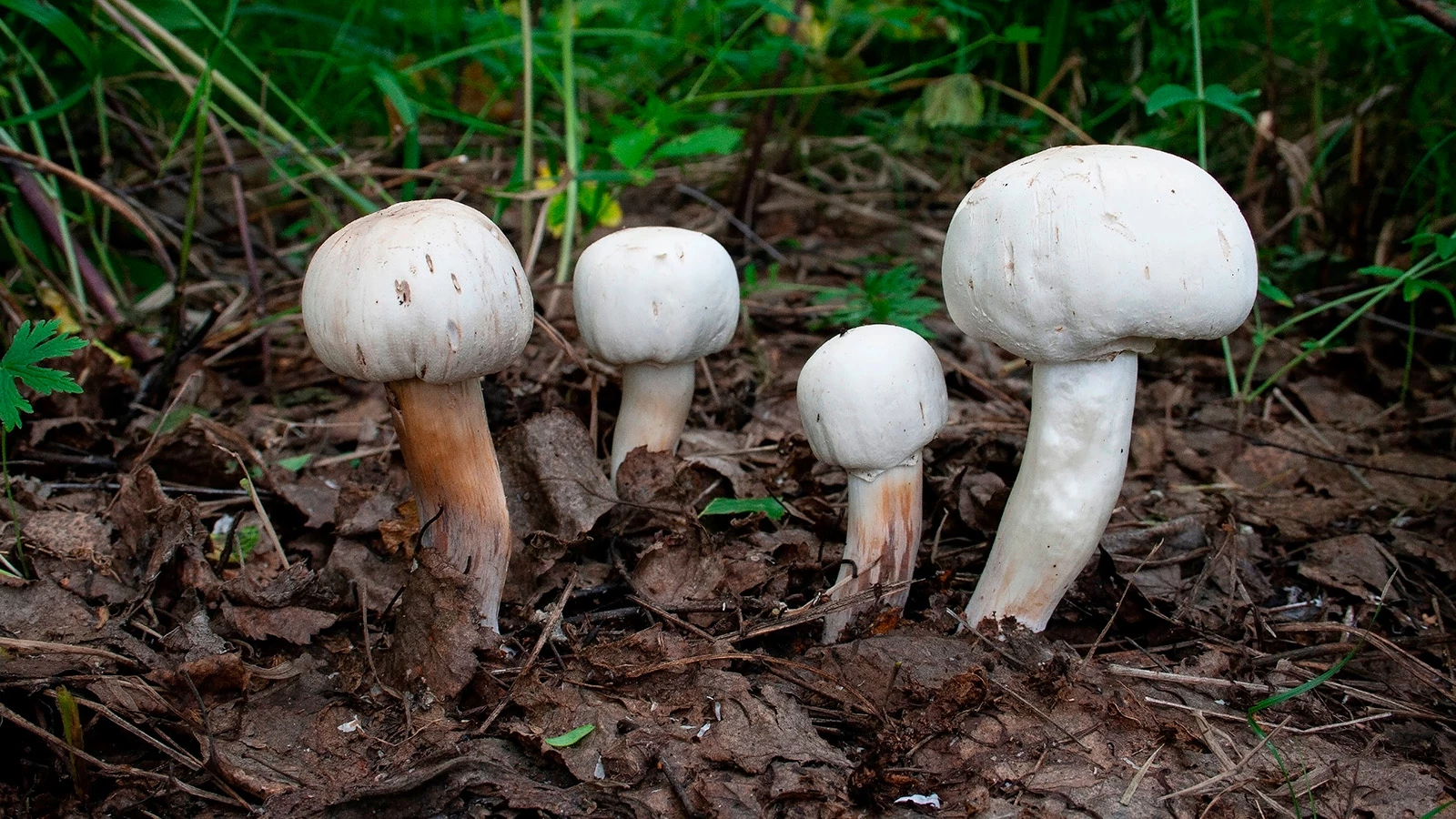 疣柄白鹅膏菌 (Amanita verna)