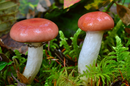 Rosy Gomphidius (Gomphidius subroseus)
