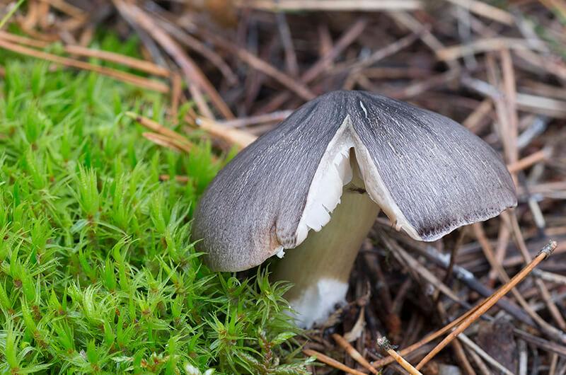 Grå musseron (Tricholoma portentosum)