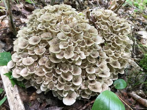 Grifola umbellata (Grifola umbellata)
