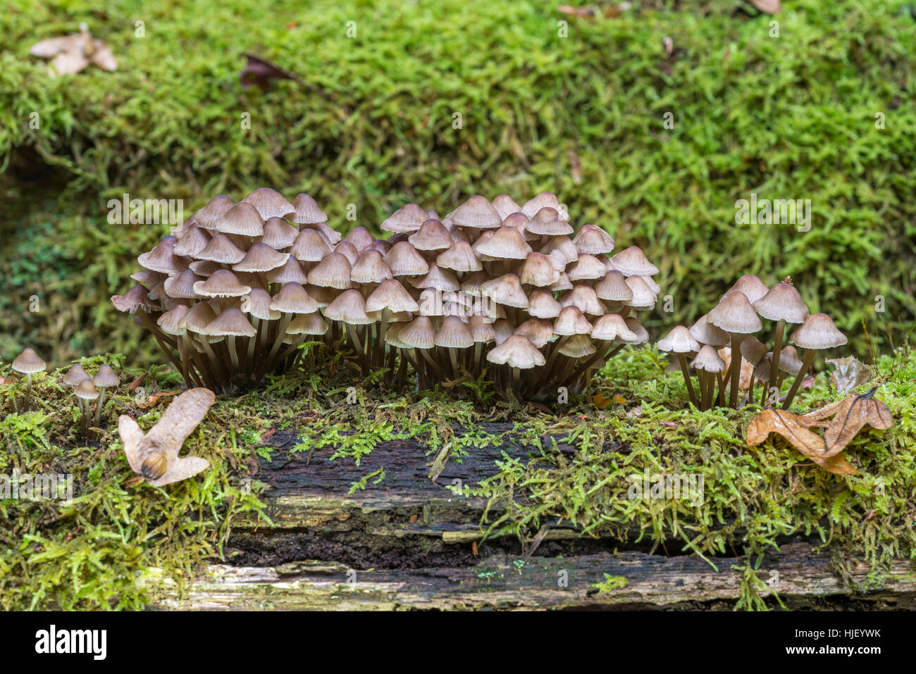 Brun hätta (Mycena metata)