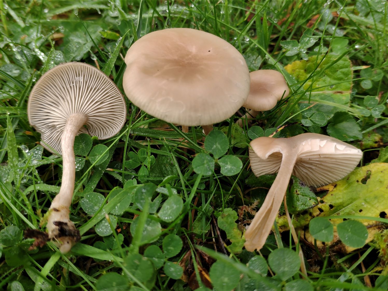 Dofttrattnavling (Clitocybe fragrans)