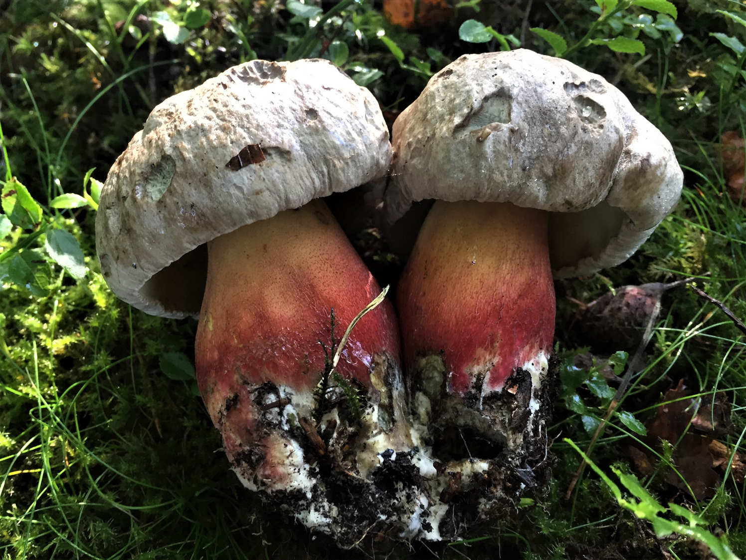 Боровик гарноквітковий (Caloboletus calopus)