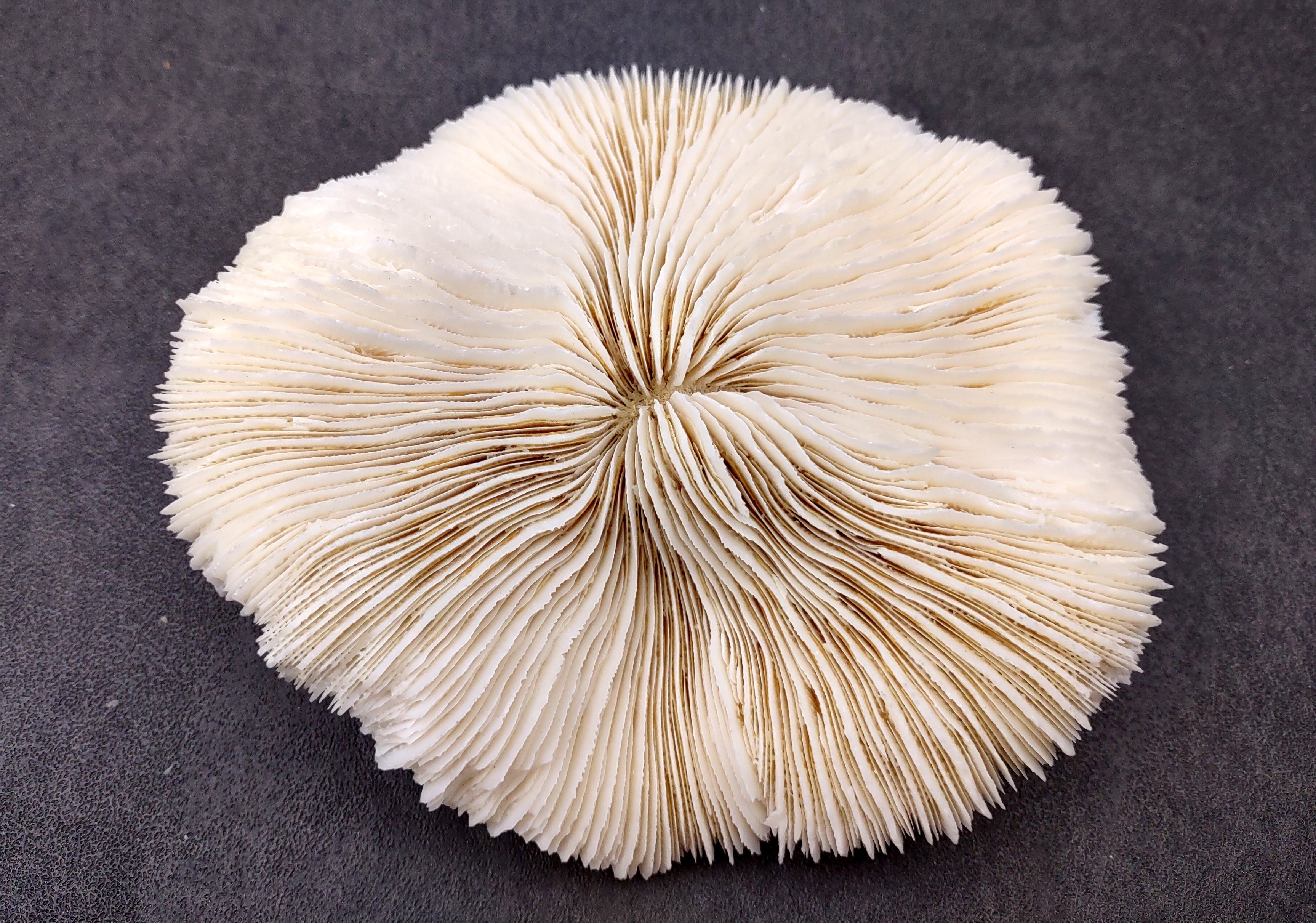 Білий червивий корал (Clavaria vermicularis)