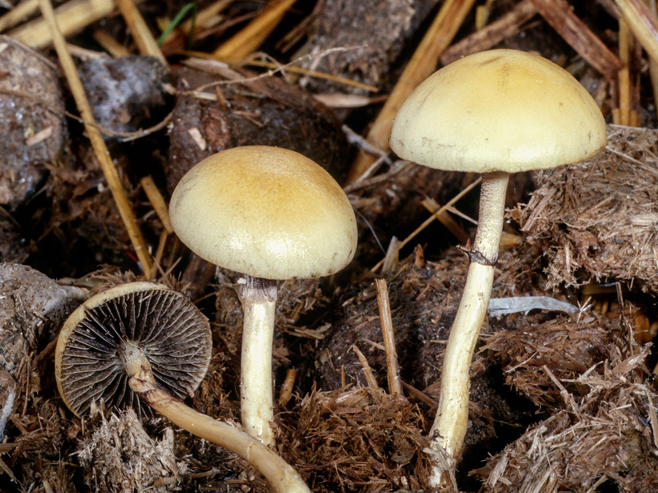 Dung Roundhead (Protostropharia semiglobata)