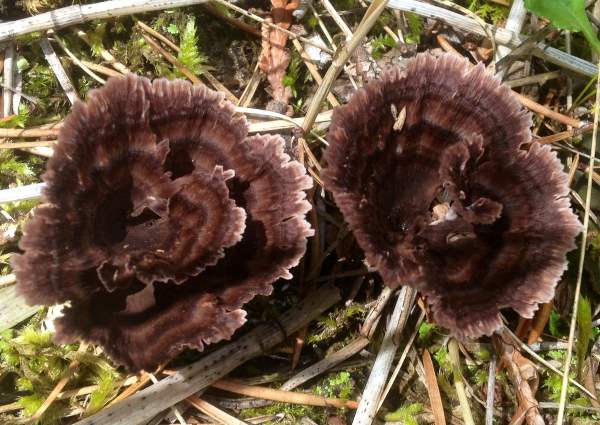 Fjällig jordvaxskivling (Thelephora terrestris)