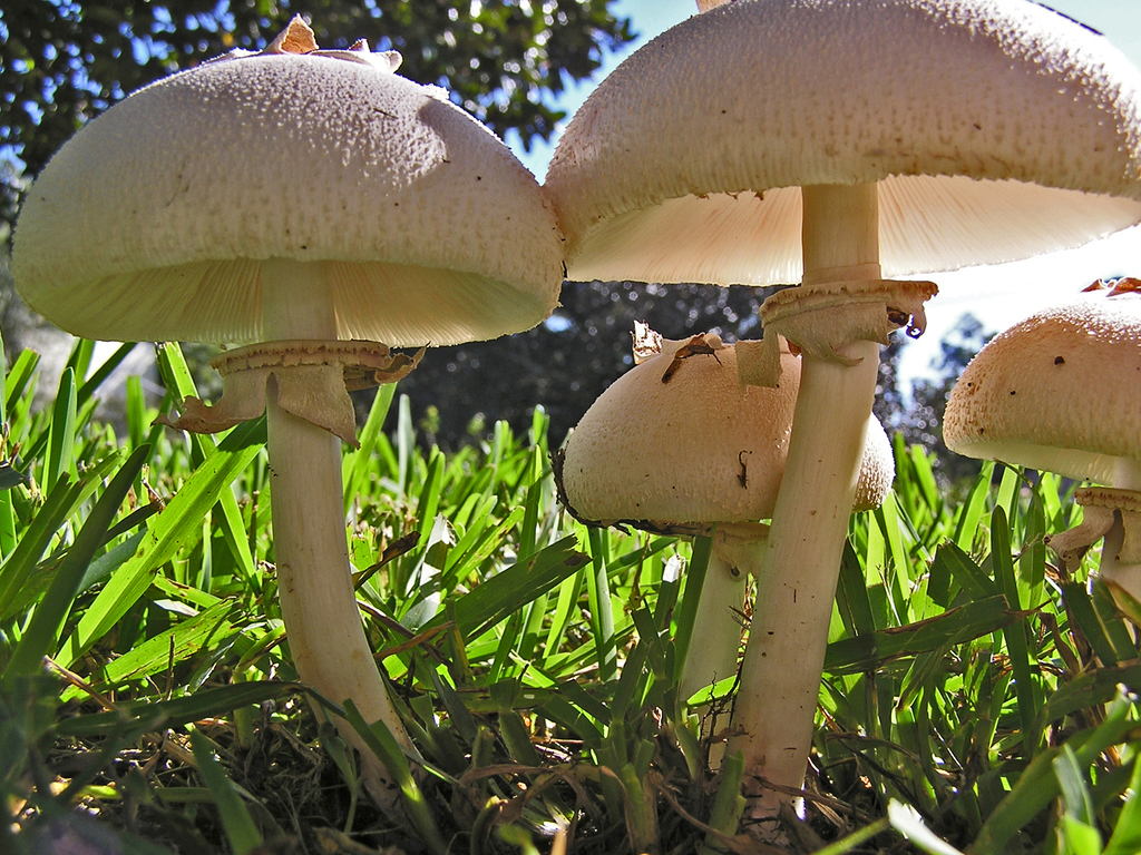 Zelenolistna dežnikovka (Chlorophyllum molybdites)