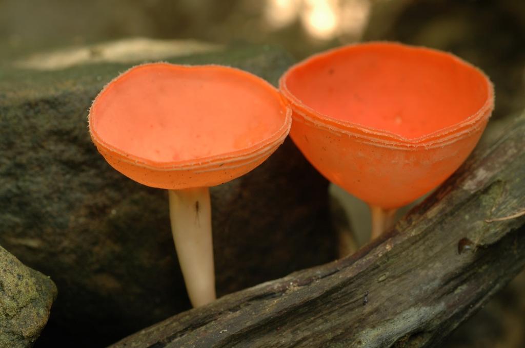 杏黄杯菌 (Peziza apiculata)