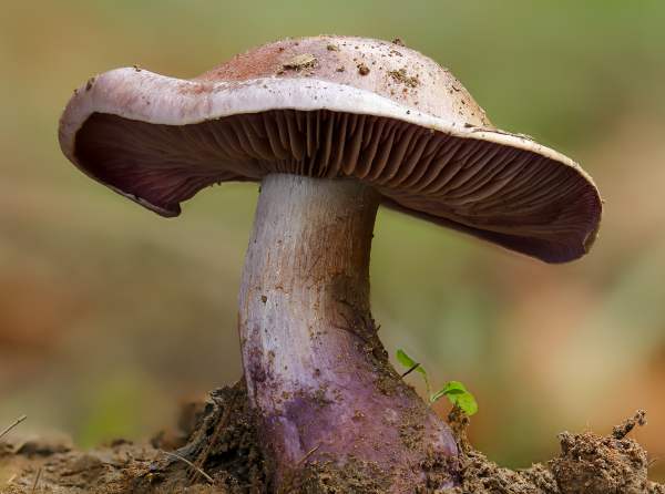 Пурпурово-плямистий павутинник (Cortinarius purpurascens)