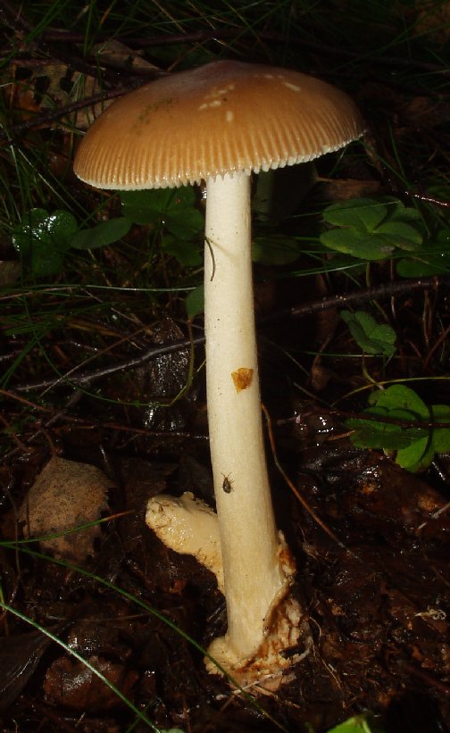 Brun flugsvamp (Amanita fulva)