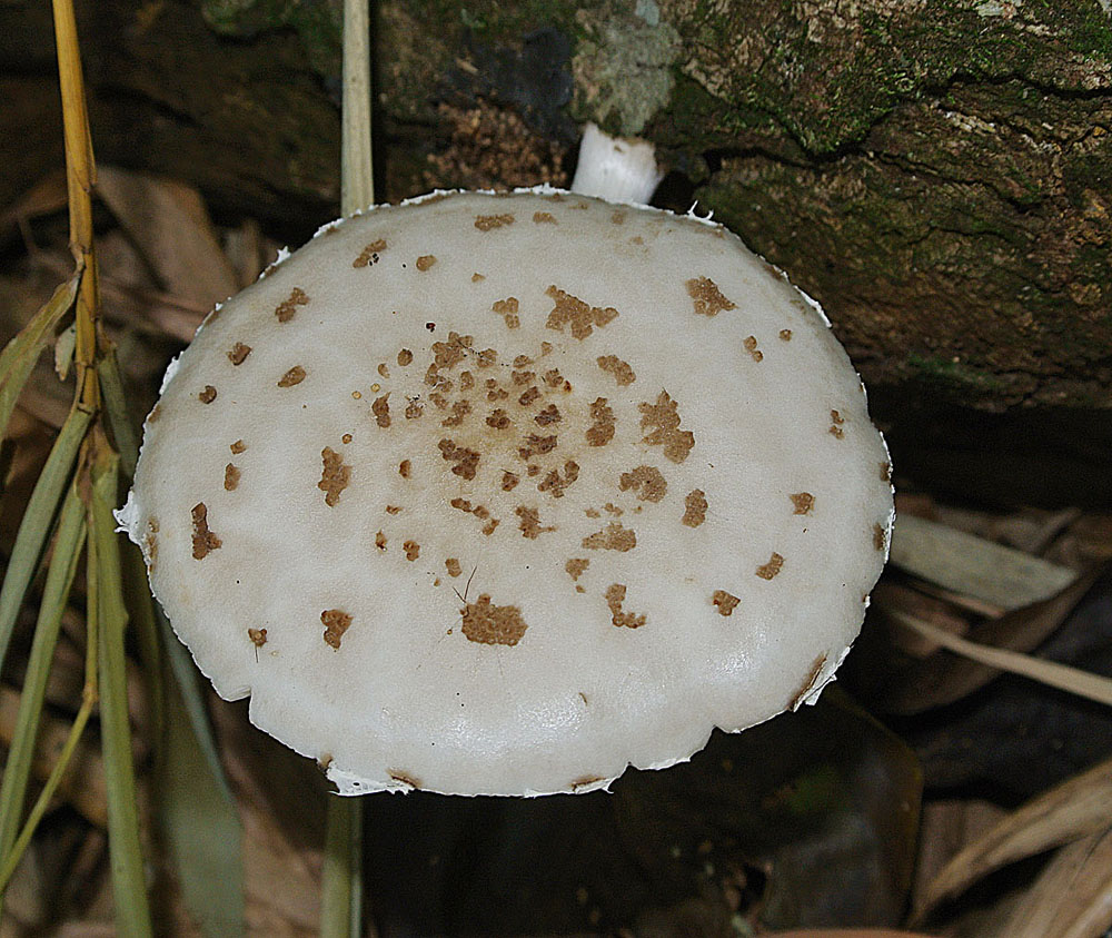 Oudemansiella Mantarı (Oudemansiella canarii)