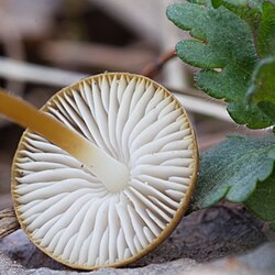 Šiškovka húževnatá (Strobilurus tenacellus)