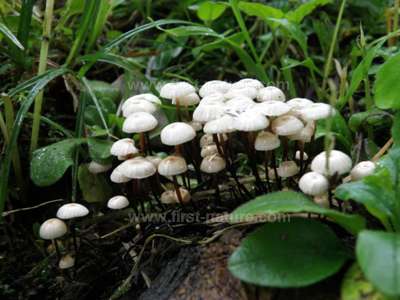 Vlasatôčka obyčajná (Marasmius androsaceus)
