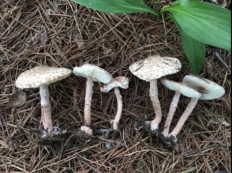 假褐环柄菇 (Amanita sinensis)