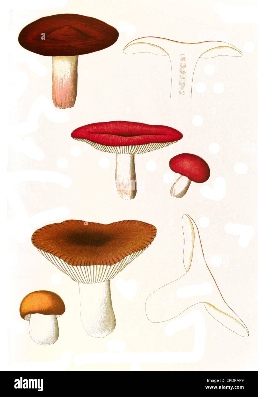 Stora Rödbrun Champinjon (Agaricus langei)