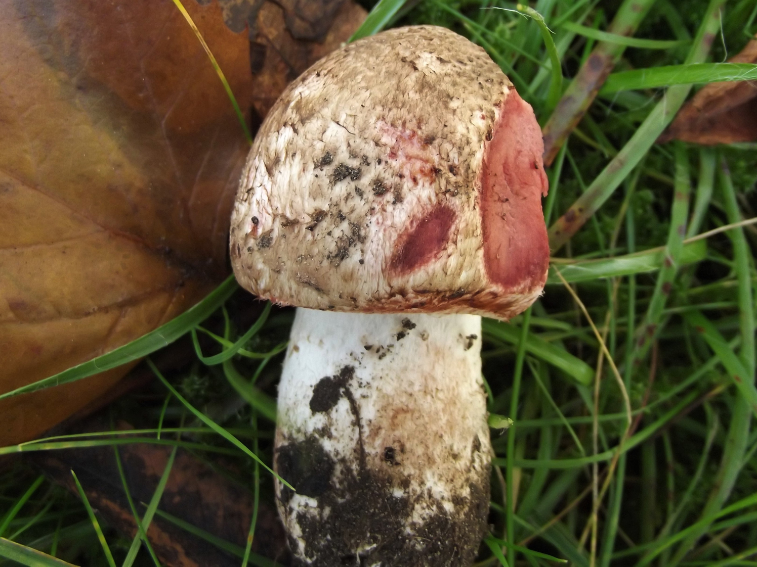 Blodchampinjon (Agaricus sylvaticus)