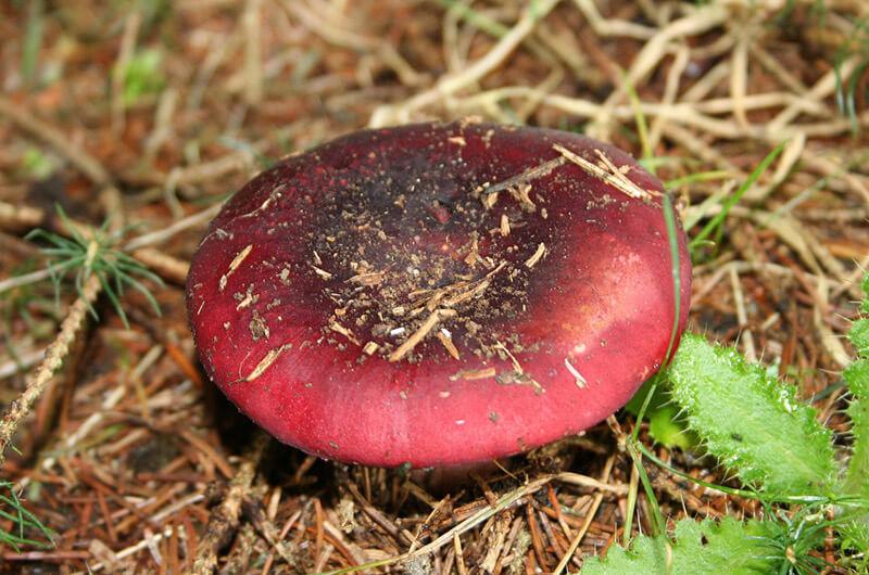 Сироїжка щільна (Russula compacta)