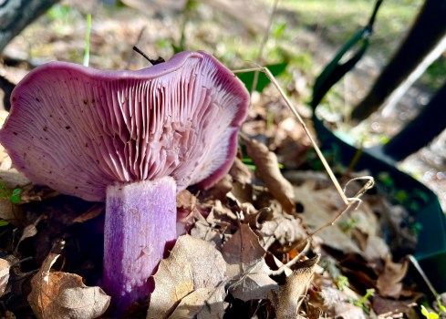 Violett spindling (Cortinarius iodes)