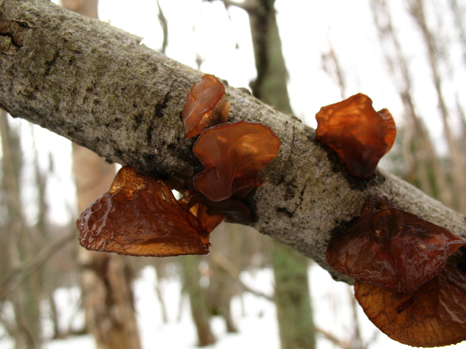 Amber Jelly Roll (Exidia recisa)