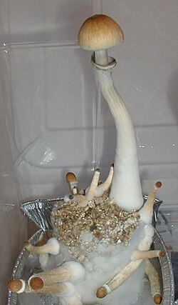 Kübik Şapkalı Mantar (Stropharia cubensis)