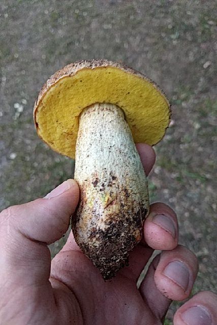 Poletni goban (Boletus aestivalis)