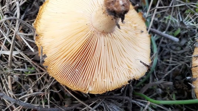 Sarı Lekeli Mantar (Agaricus xanthodermus)