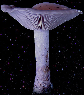 Clitocybe mantarı (Clitocybe rivulosa)