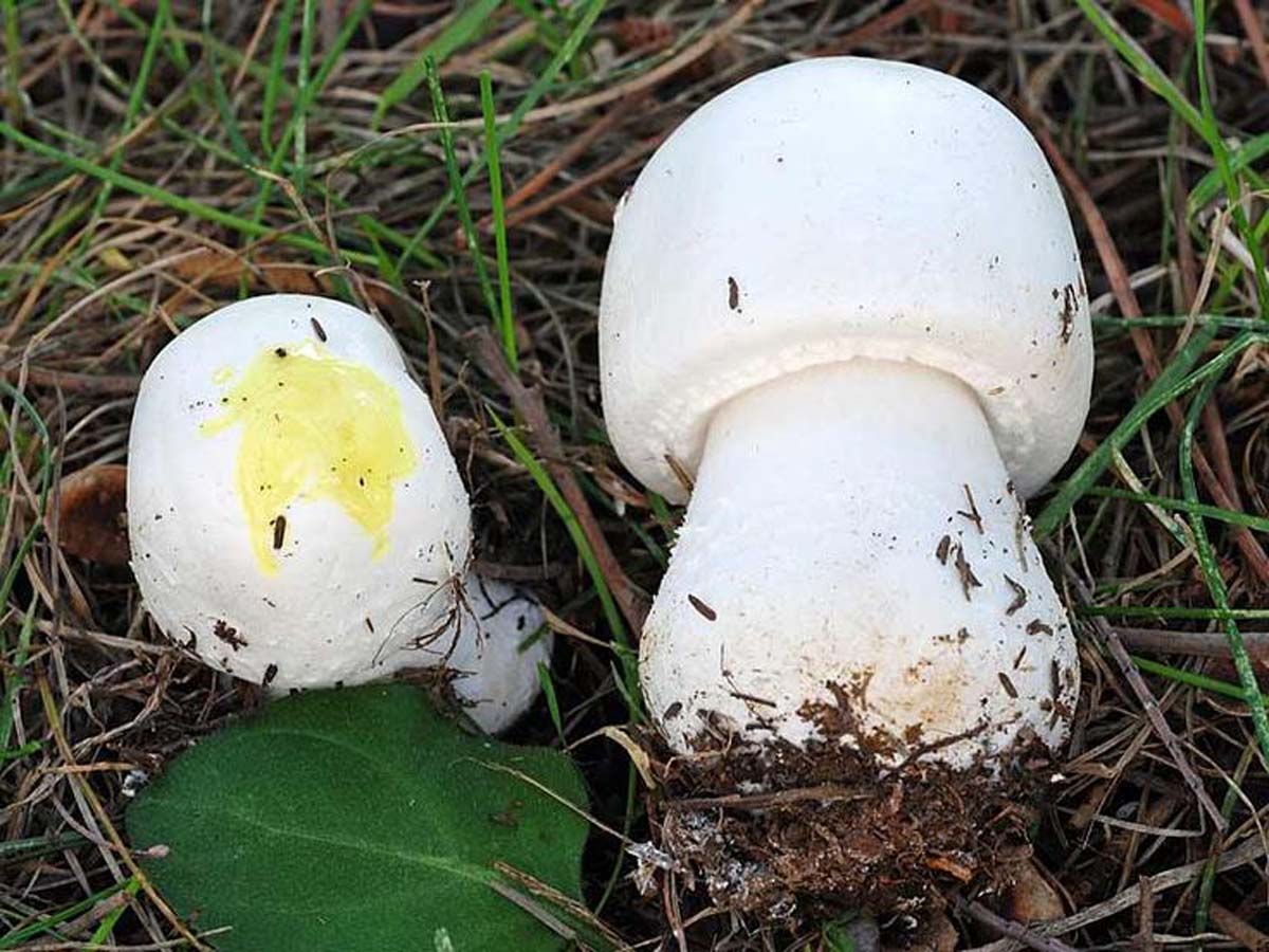 Snöbollschampinjon (Agaricus nivescens)