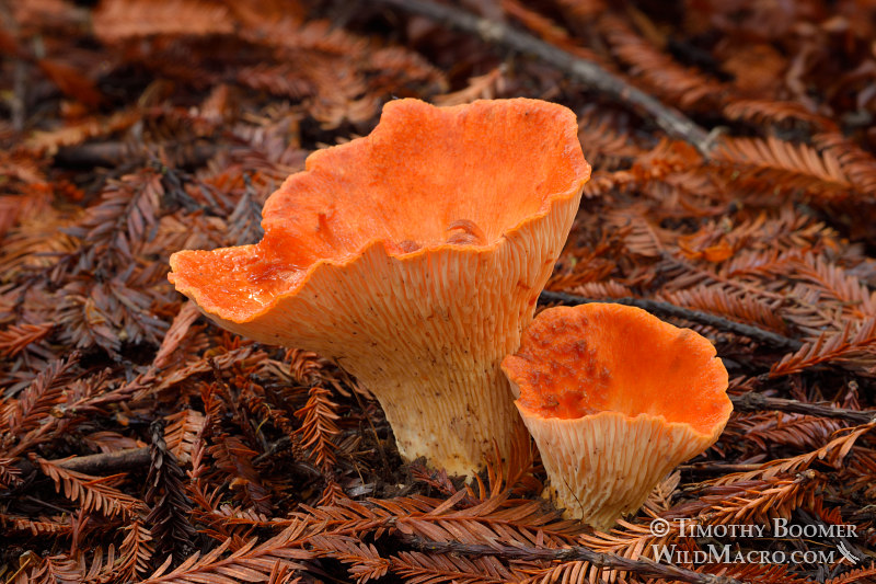 Šupinatá lievikovitá kuriatka (Turbinellus floccosus)