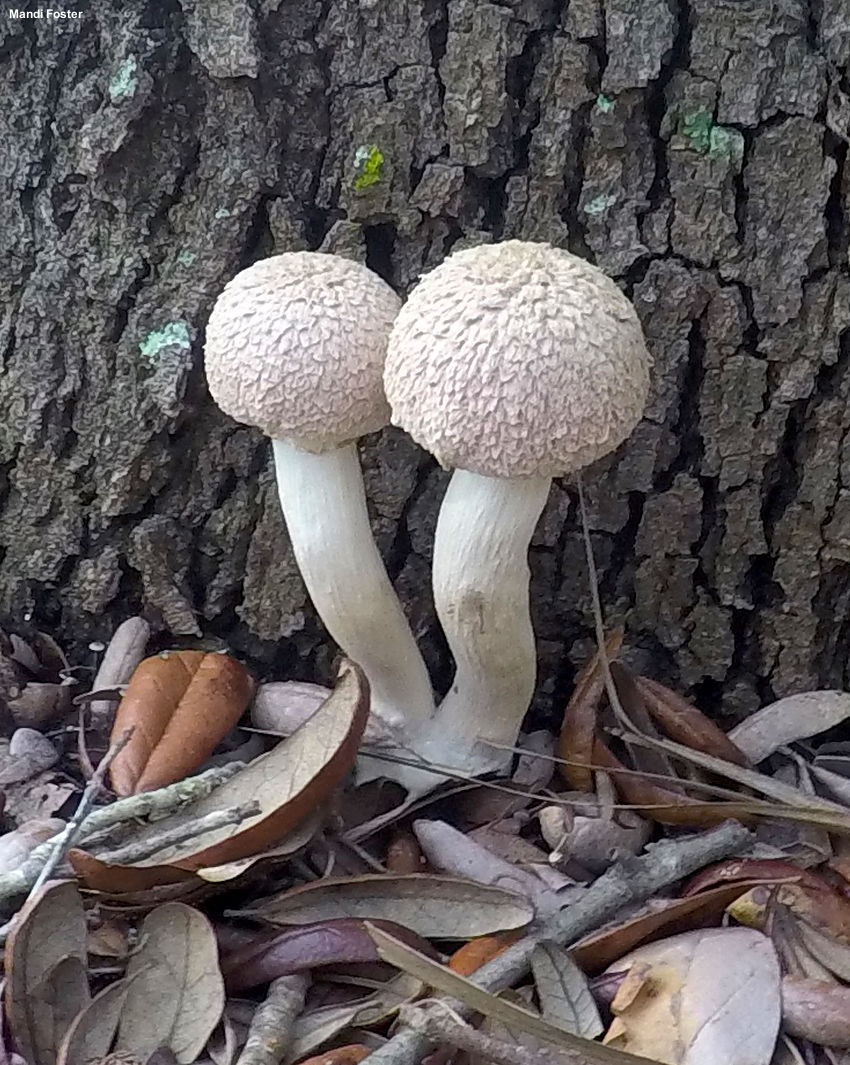 สัปปะรดบูเลต้่าของเพ็ค (Boletellus ananas)