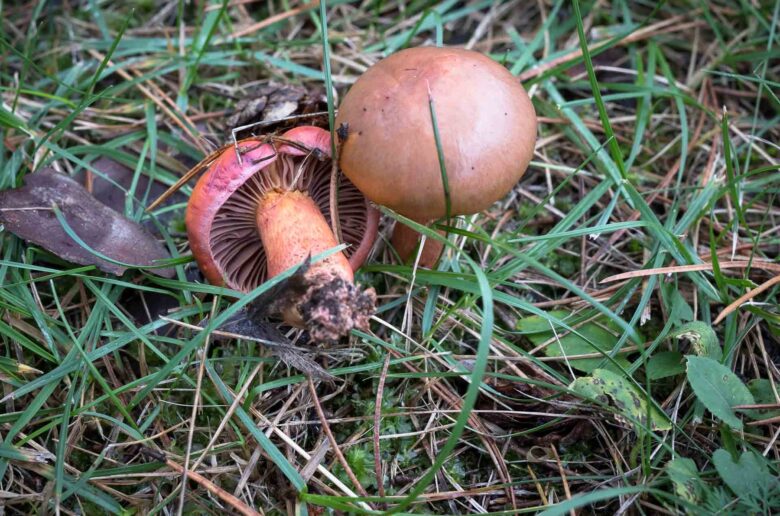 Ockragul slemskivling (Hygrophorus ochraceoponaceus)