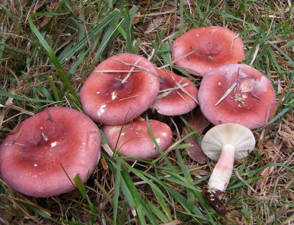 Ružovka ružová (Russula rosea)