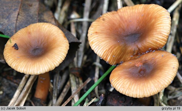 Mliečnik bledý (Lactarius tabidus)