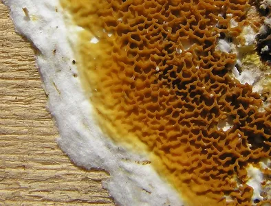 Ullticka (Inonotus rheades)