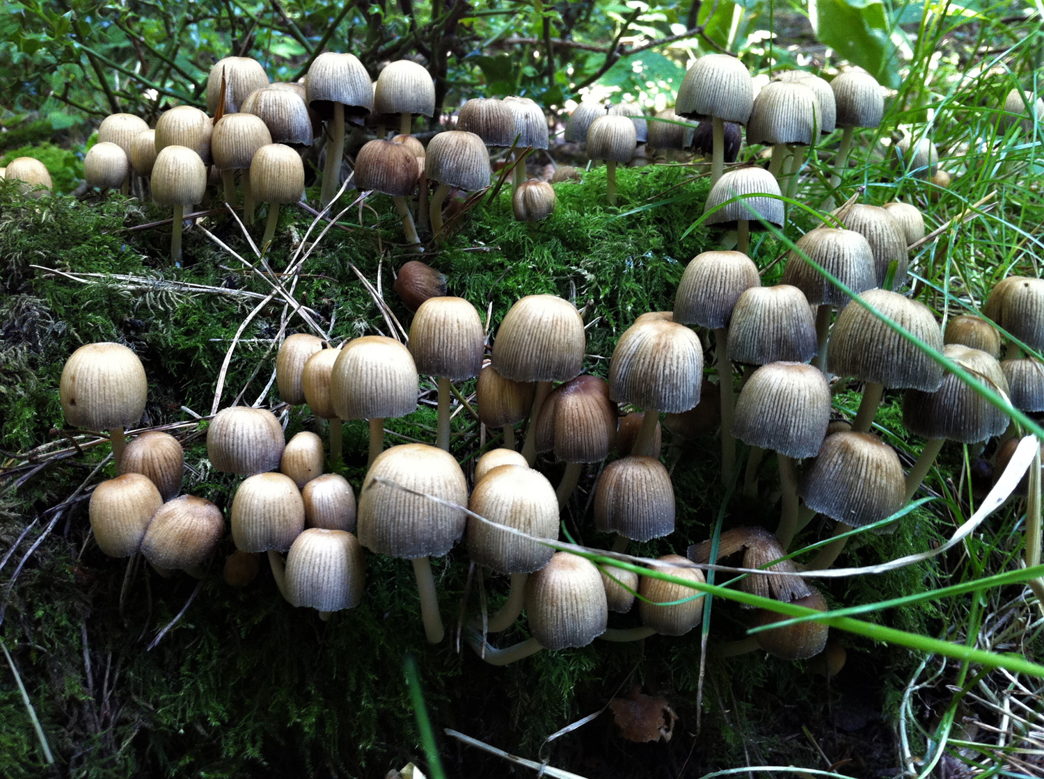 Sjajna gnojištarka (Coprinellus micaceus)