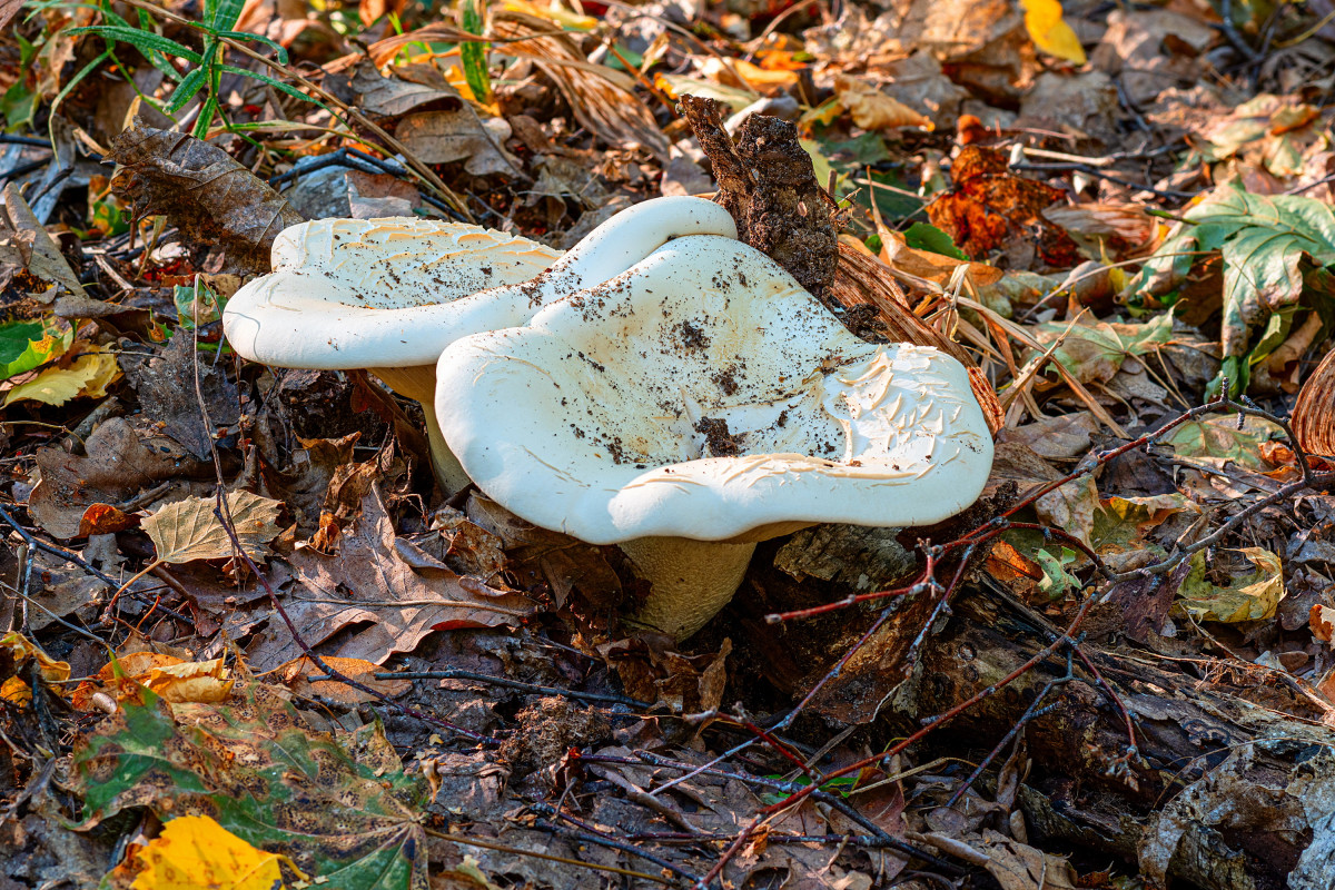 Woolly Milky Cap (Lactarius pubescens)