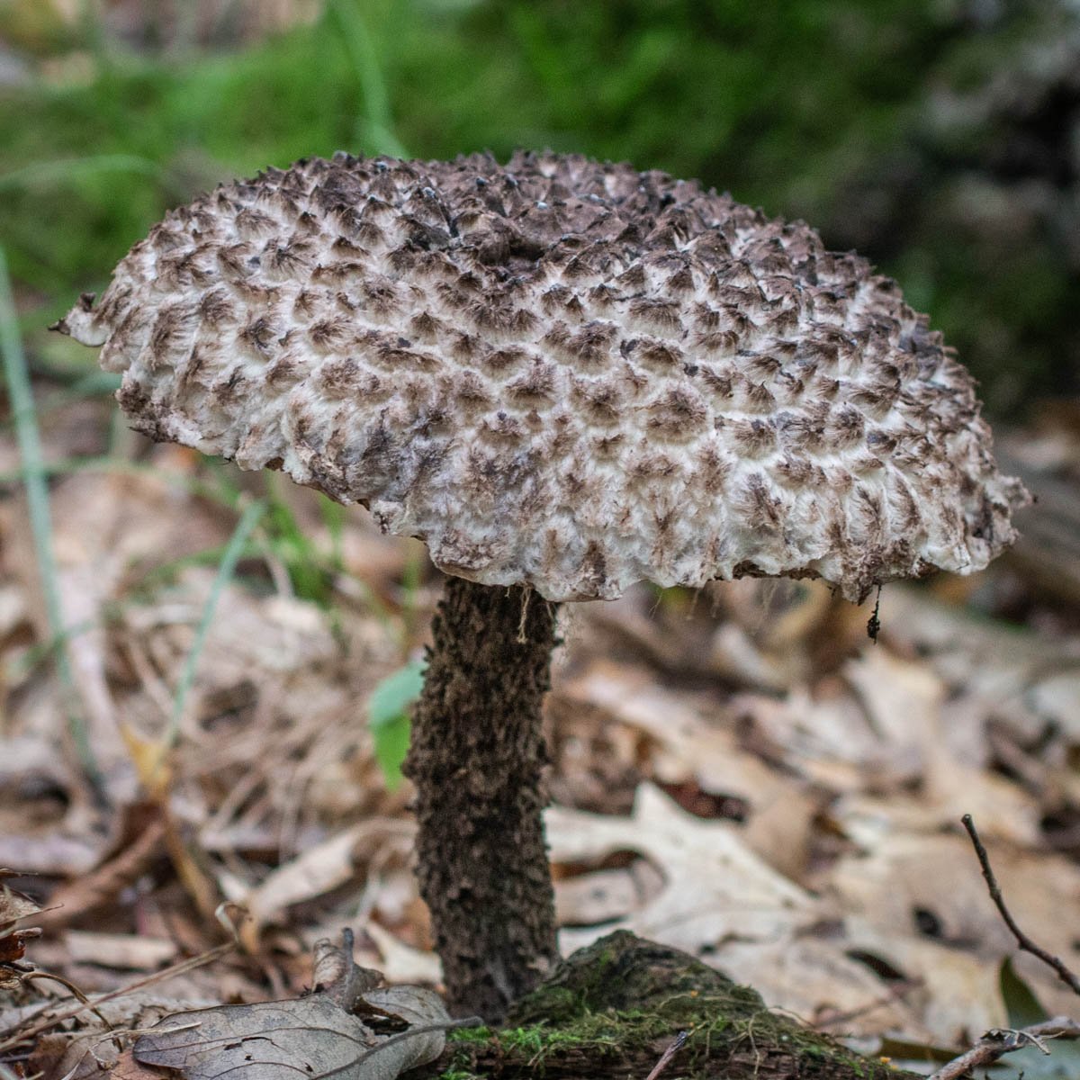 Šiškovka šupinatá (Strobilomyces strobilaceus)
