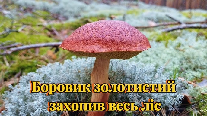 Gyllenspindel (Clavulinopsis fusiformis)
