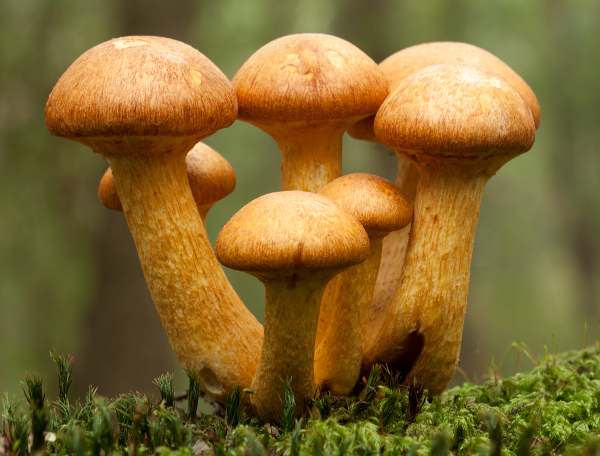 Dwarf Gymnopilus (Gymnopilus pumilus)
